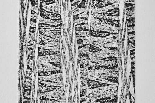 Black Poplars Main Image