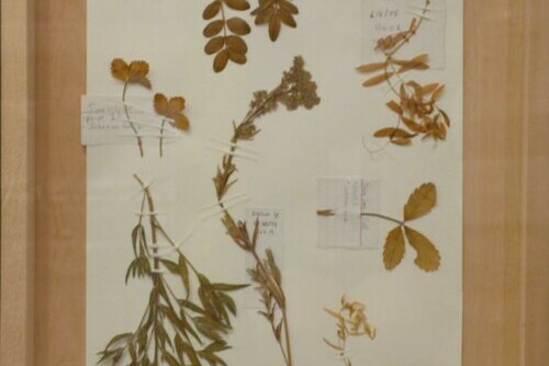 Botanica i Main Image