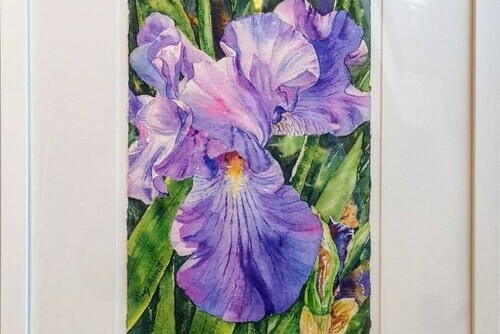 Cherry Lane Iris Main Image