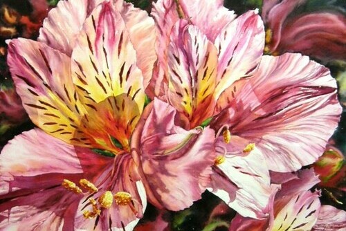 Alstroemeria Advendo Main Image