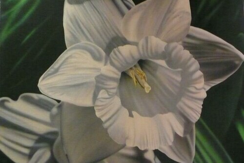 Narcissus Main Image