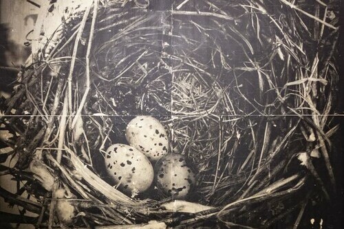 Occupied Nest Main Image