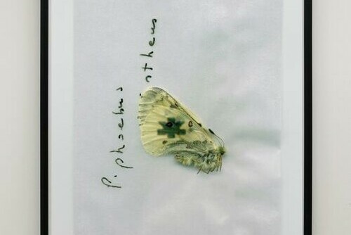 Parnassius Smintheus (Kimberly Clark) Main Image