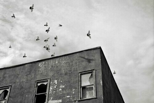 Pigeons (Seymour Hotel) Main Image