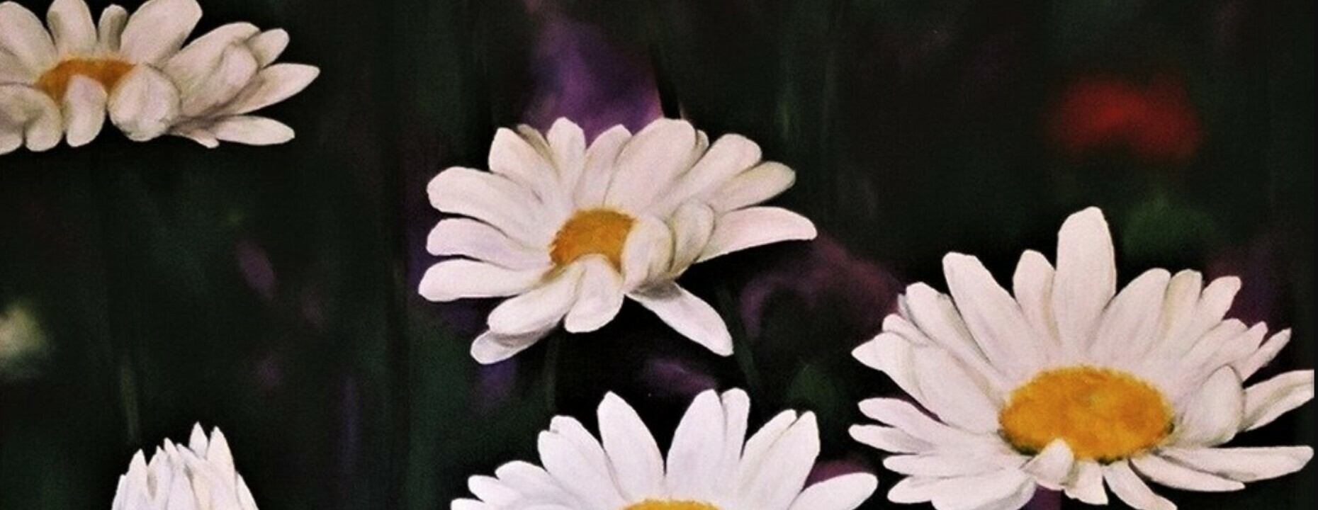painting of white daisies on a dark background