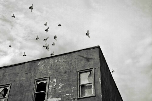 A photo of pigeons flying around a dilapidated building.