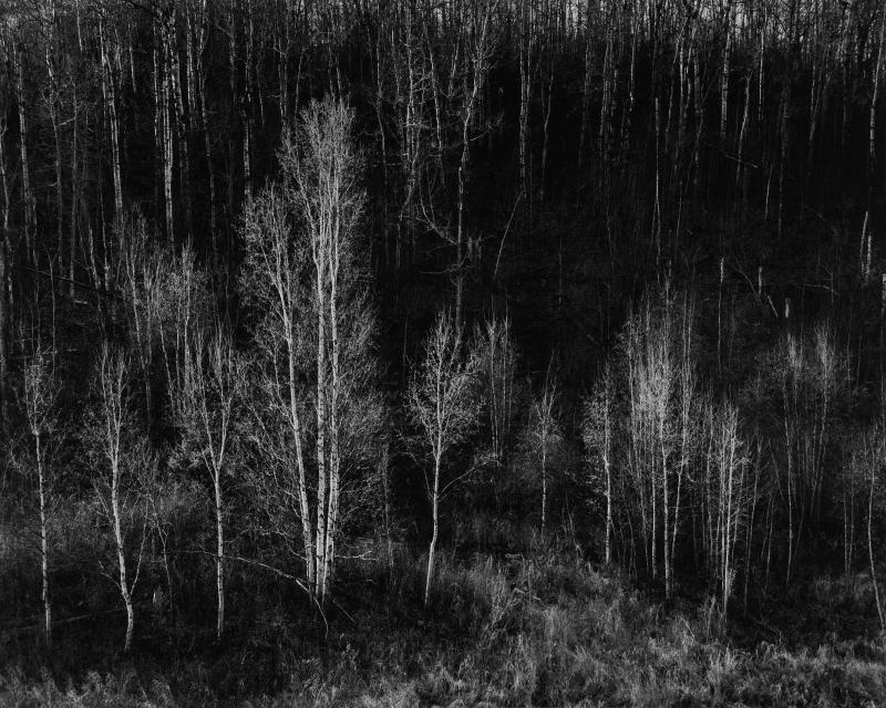 Gwynne Valley Trees by Leon Strembitsky