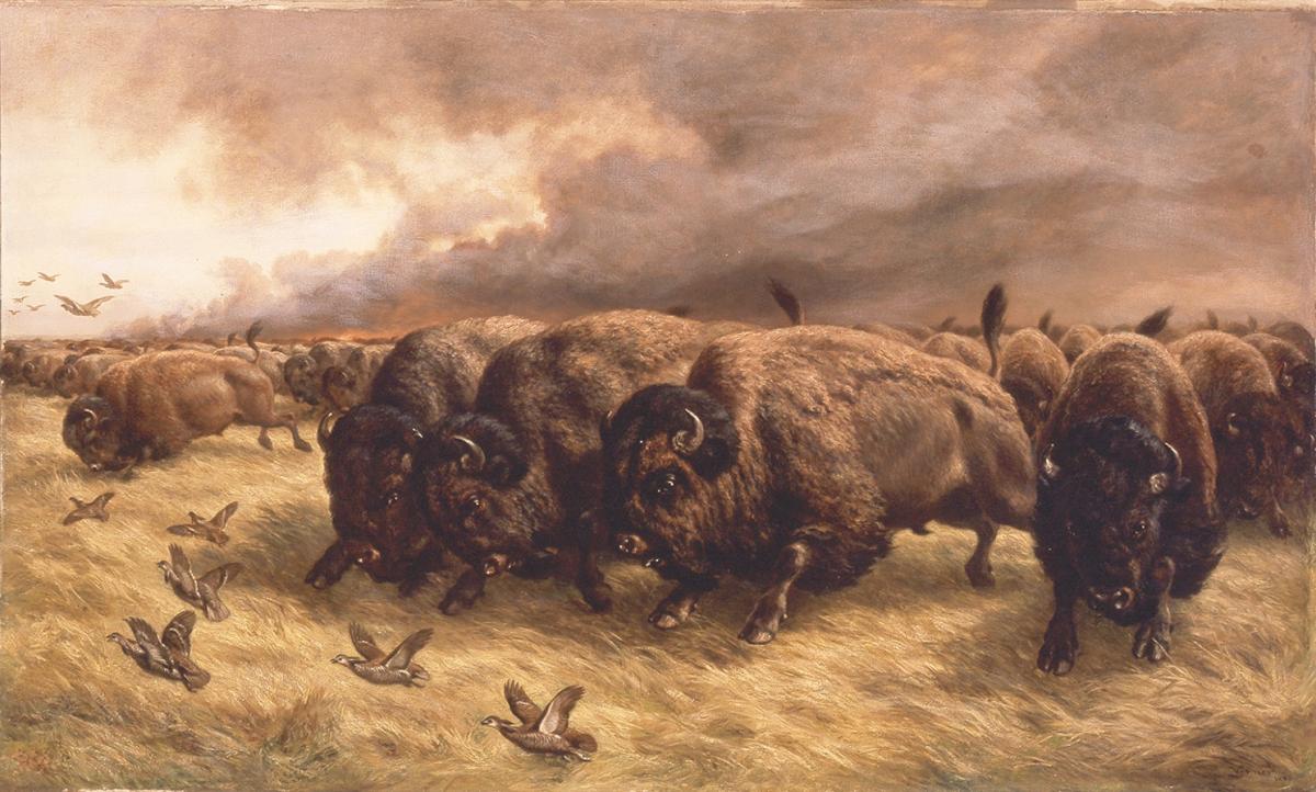 "Frederick Arthur Verner's "The Buffalo Stampede"